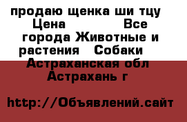 продаю щенка ши-тцу › Цена ­ 10 000 - Все города Животные и растения » Собаки   . Астраханская обл.,Астрахань г.